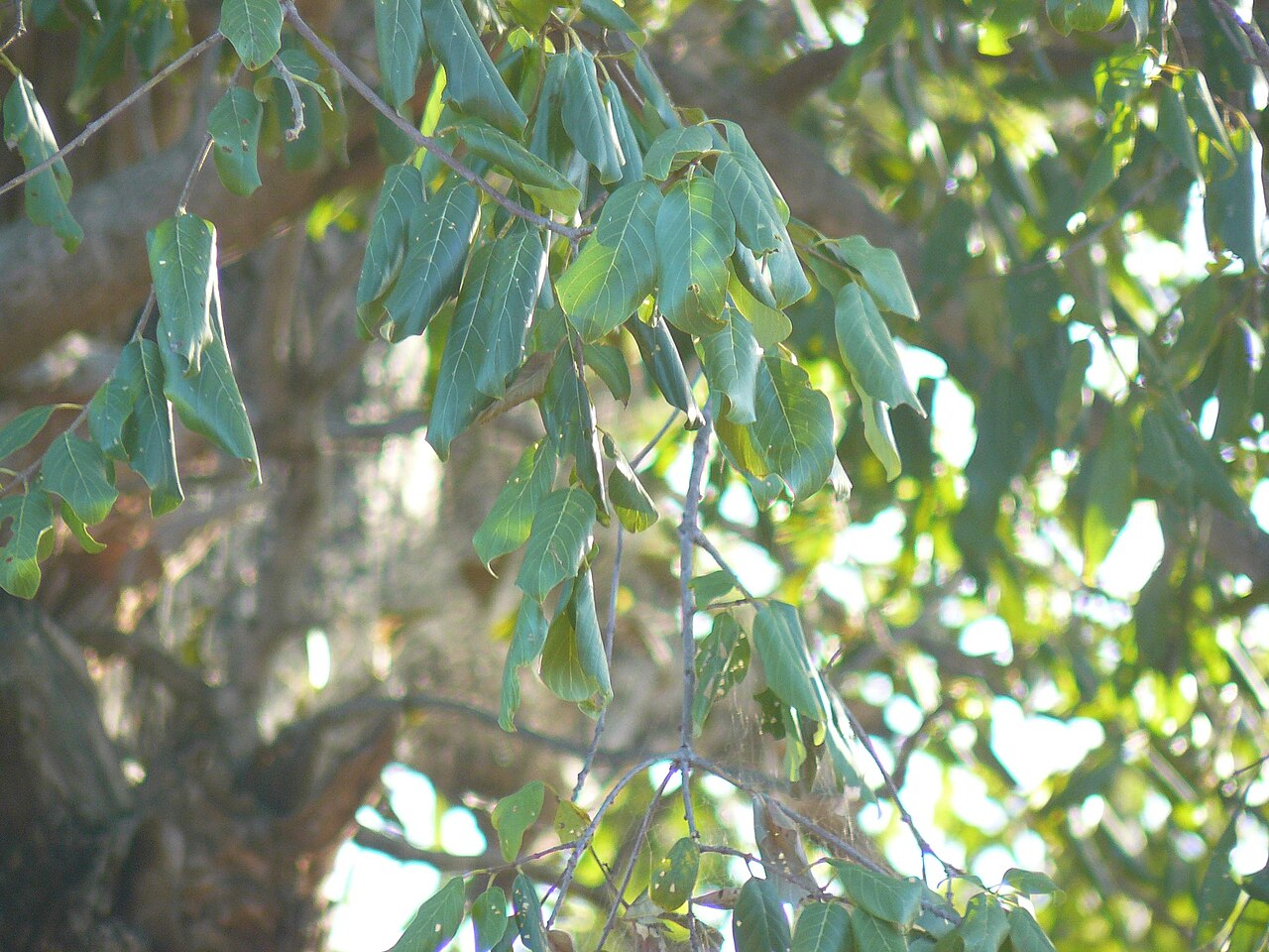 Birdplum: Leaves of brown ivory (Berchemia discolor), Kruger NP, South Africa