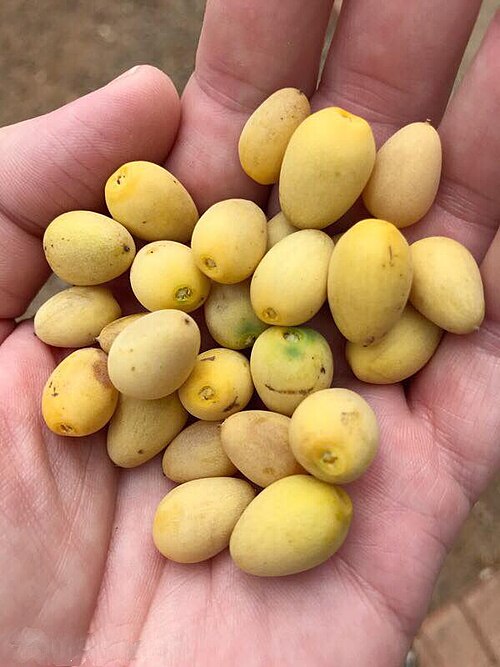 Birdplum: Berchemia discolor (Klotzsch) Hemsl. - near Gazana, Mozambique