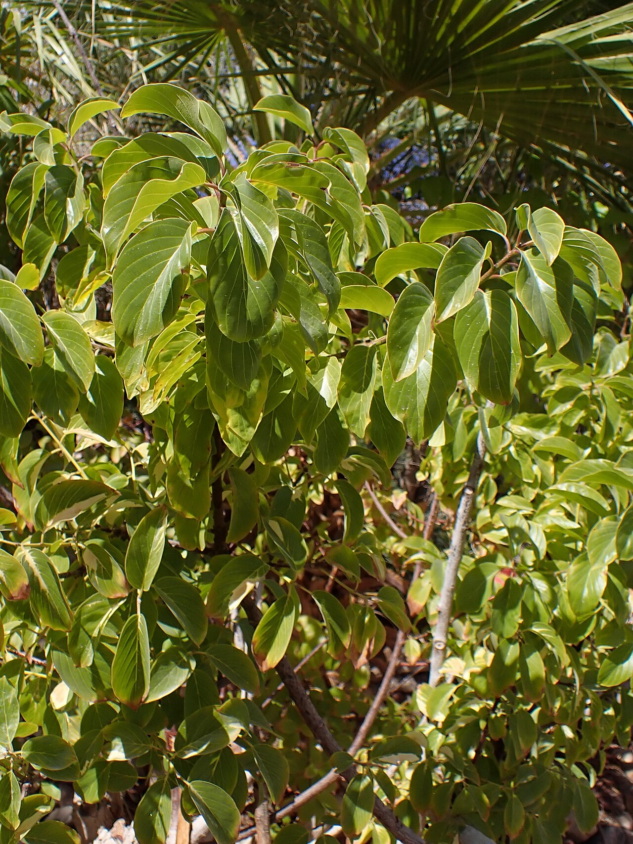 Birdplum: Berchemia discolor in Botanical garden of Eilat