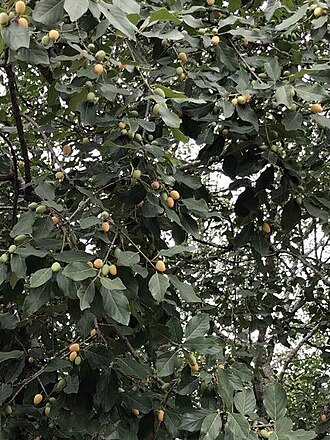Birdplum: Berchemia discolor (Klotzsch) Hemsl. - near Gazana, Mozambique