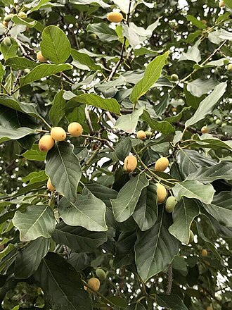 Birdplum: Berchemia discolor (Klotzsch) Hemsl. - near Gazana, Mozambique