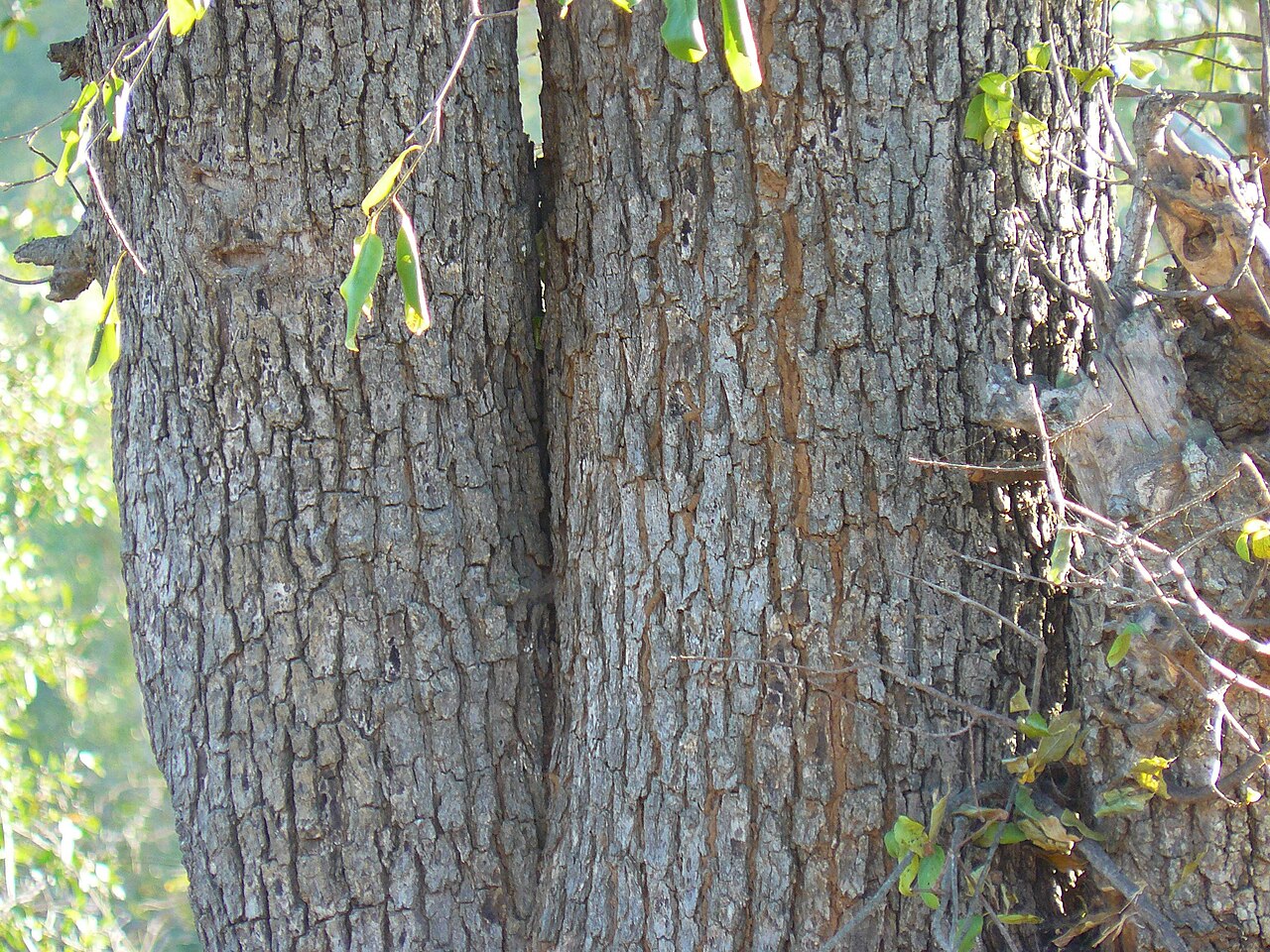 Birdplum: Bark of brown ivory (Berchemia discolor), Kruger NP, South Africa