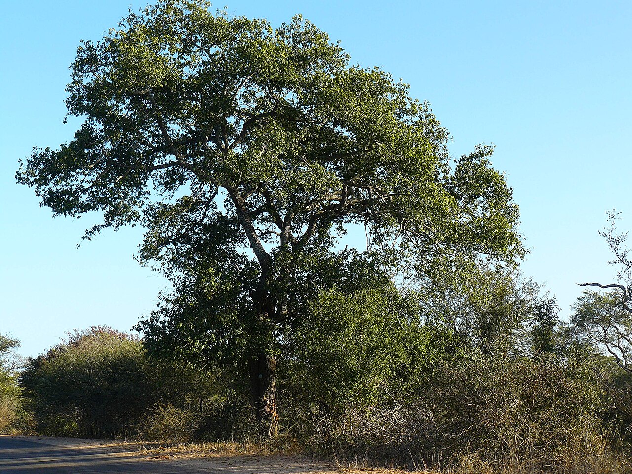 Birdplum: Brown ivory (Berchemia discolor), Kruger NP, South Africa