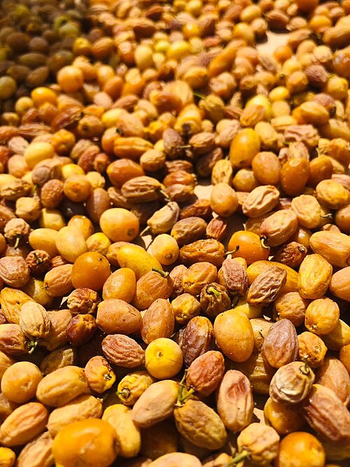 Birdplum: The picture shows the harvested Berchemia discolor berries in the northern Namibia