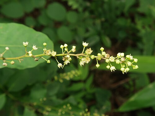 Berchemia longiracemosa: Berchemia longiracemosa , Aizu area, Fukushima pref., Japan