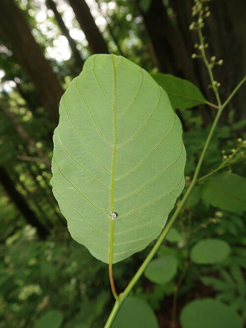 Berchemia longiracemosa: Berchemia longiracemosa , Aizu area, Fukushima pref., Japan