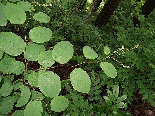 Berchemia longiracemosa: Berchemia longiracemosa , Aizu area, Fukushima pref., Japan
