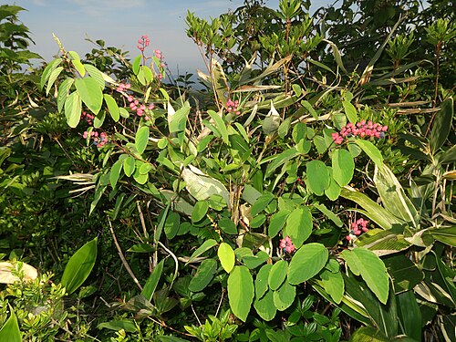 Berchemia longiracemosa: Berchemia longiracemosa , Mount Oku-iozen, Ishikawa pref., Japan