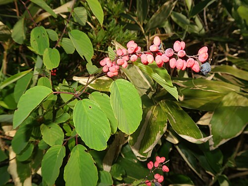 Berchemia longiracemosa: Berchemia longiracemosa , Mount Oku-iozen, Ishikawa pref., Japan