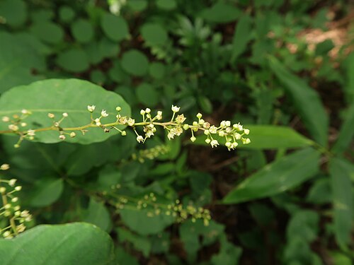 Berchemia longiracemosa: Berchemia longiracemosa , Aizu area, Fukushima pref., Japan