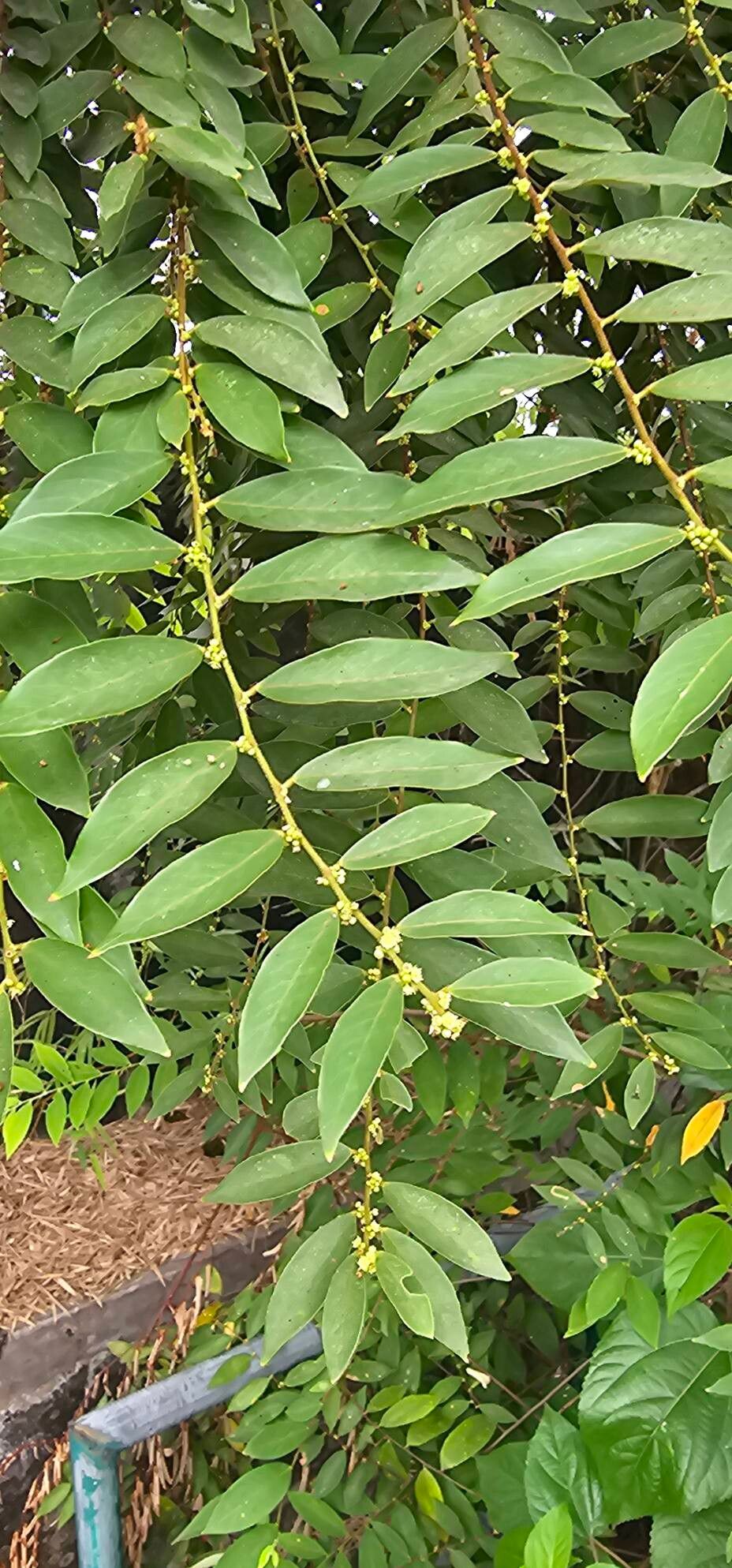 Berchemia sessiliflora (Berchemia sessiliflora)