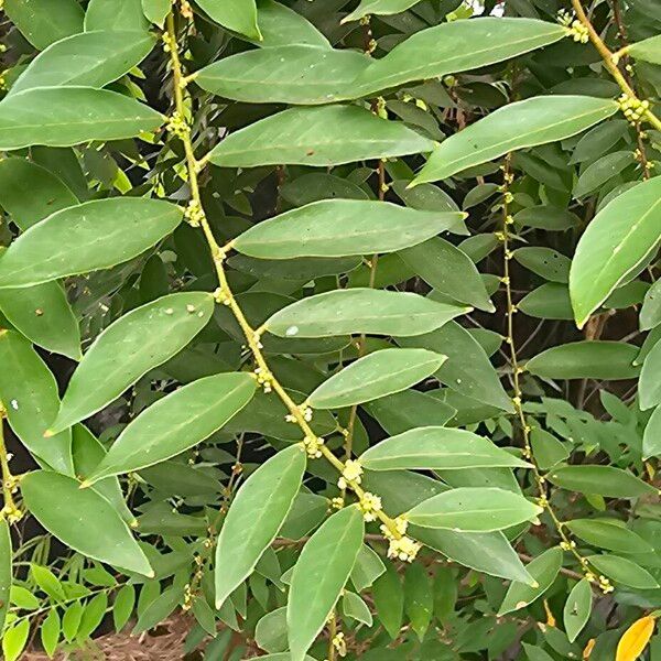 Berchemia sessiliflora (Berchemia sessiliflora)