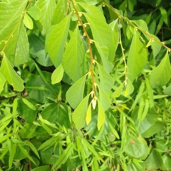 Berchemia sessiliflora (Berchemia sessiliflora)