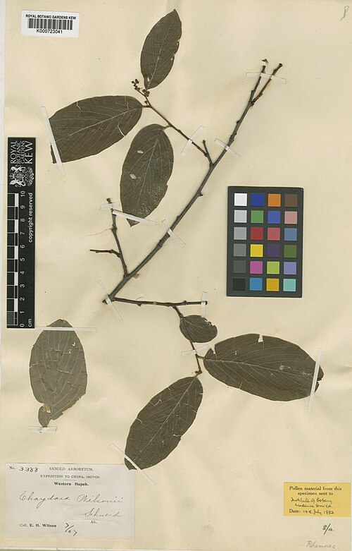 Berchemiella wilsonii: Berchemiella wilsonii (C.K.Schneid.) Nakai 912560755