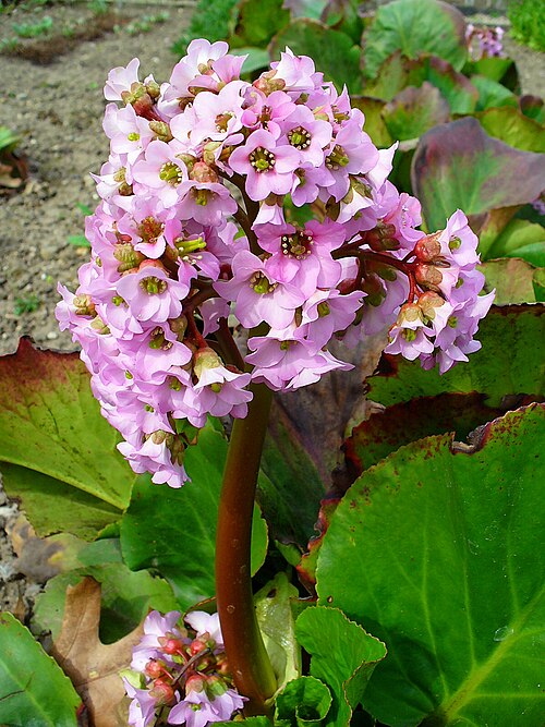 Siberian-tea: Bergenia cordifolia , Saxifragaceae, Heardeaf Bergenia, inflorescence; Botanical Garden KIT, Karlsruhe, Germany.
