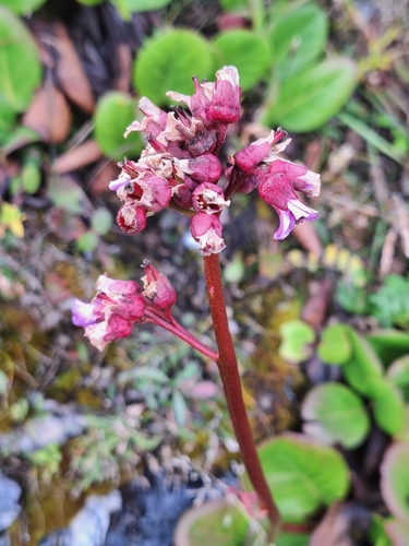 Siberian-tea (Bergenia crassifolia)