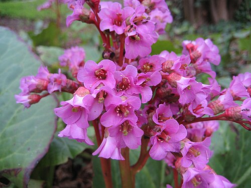 Siberian-tea: Bergenia cordifolia - Blüte - Im Bot. Garten Berlin Dahlem