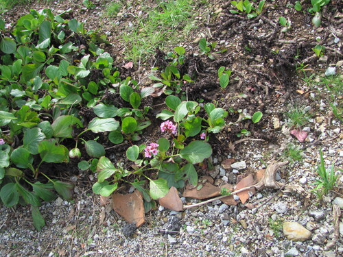 Siberian-tea (Bergenia crassifolia)