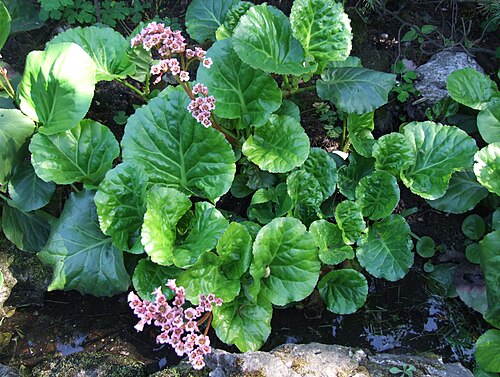 Siberian-tea: Bergenia crassifolia