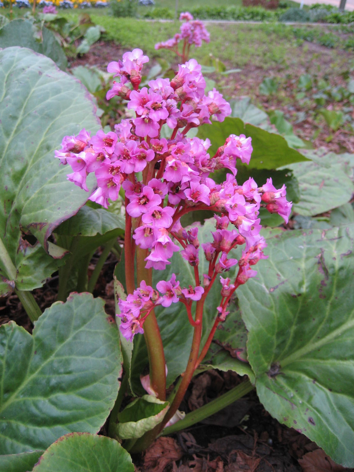 Siberian-tea: Bergenia cordifolia - Blüte - Im Bot. Garten Berlin Dahlem