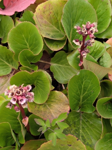 Siberian-tea (Bergenia crassifolia)