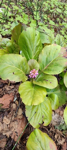Siberian-tea (Bergenia crassifolia)
