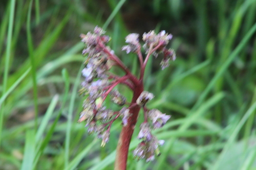 Siberian-tea (Bergenia crassifolia)