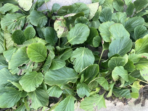 Siberian-tea (Bergenia crassifolia)