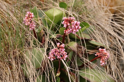 Siberian-tea (Bergenia crassifolia)