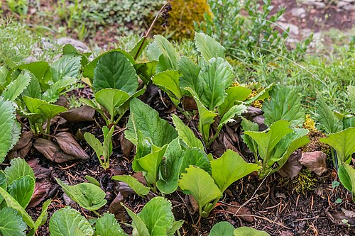 Bergenia purpurascens: Bergenia purpurascens in La Jaÿsinia Botanical Garden in Samoëns, Haute-Savoie, France