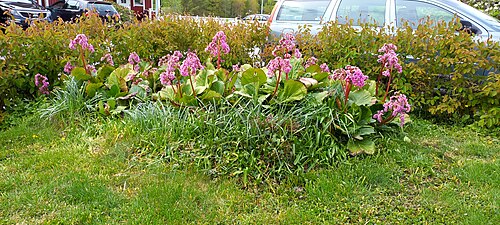 Bergenia purpurascens: Bergenia purpurascens (Saxifragaceae) plant taken in a garden in Stockholm, Sweden.
