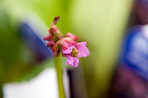 Bergenia purpurascens: Location taken: American Plant Food Company, 7405 River Road, Bethesda MD.. Names: Bergenia purpurascens (Hook.f. & Thomson) Engl., Elephant Ears, Purple Bergen