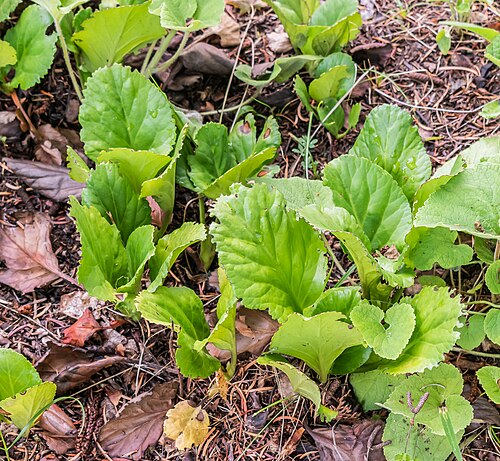 Bergenia purpurascens: Bergenia purpurascens in La Jaÿsinia Botanical Garden in Samoëns, Haute-Savoie, France
