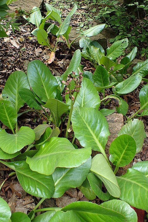 Bergenia purpurascens: Bergenia purpurascens in the Botanischer Garten, Berlin-Dahlem