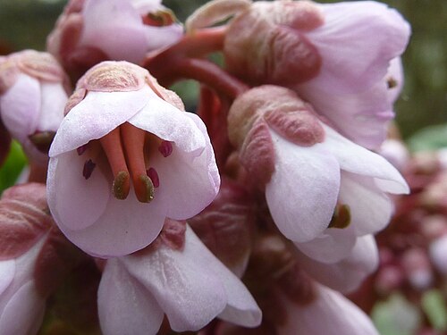 Bergenia purpurascens: Taken in the Cambridge University Botanic Garden .