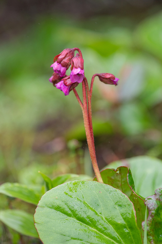 Bergenia purpurascens (Bergenia purpurascens)
