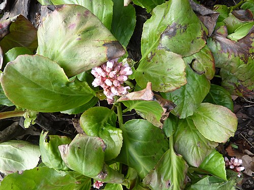 Bergenia purpurascens: Taken in the Cambridge University Botanic Garden .