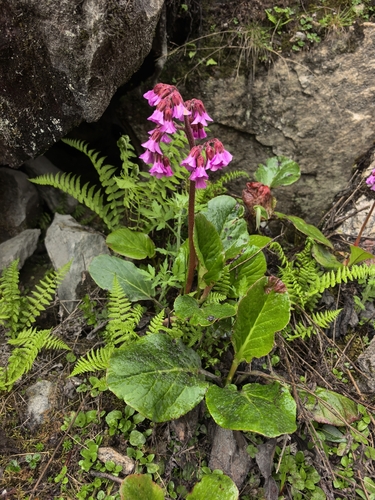 Bergenia purpurascens (Bergenia purpurascens)