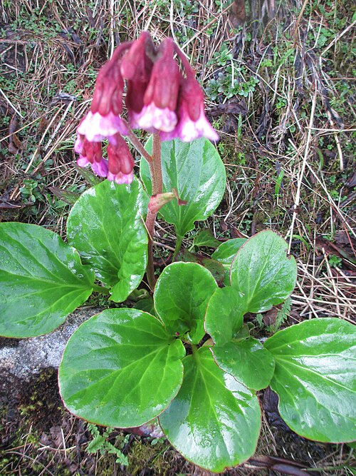 Bergenia purpurascens: use as medicinal purposes in Himalayan regions