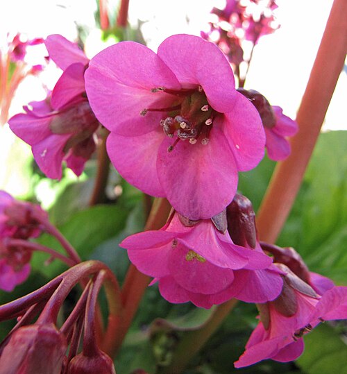 Bergenia purpurascens: 岩白菜屬 Bergenia purpurascens Ballawley [德國 Titisee, Germany]