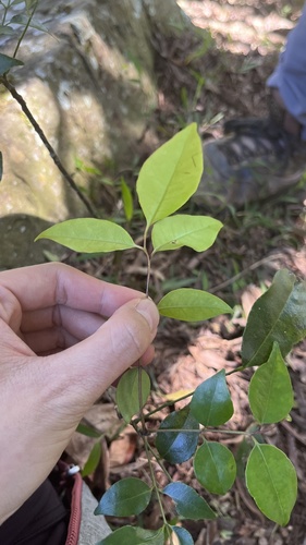 Bergera euchrestifolia (Bergera euchrestifolia)