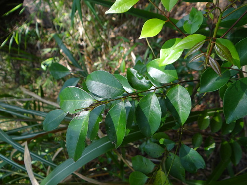 Bergera euchrestifolia (Bergera euchrestifolia)
