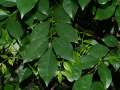 Bergera euchrestifolia (Bergera euchrestifolia)