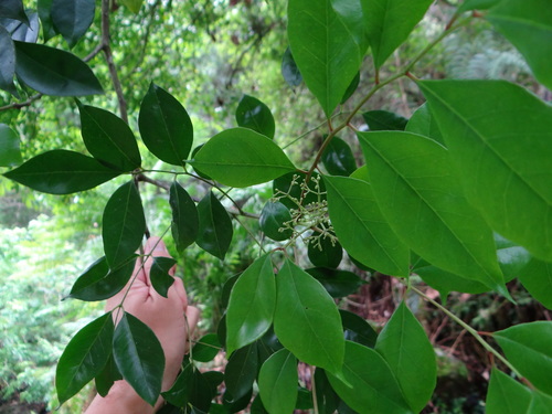 Bergera euchrestifolia (Bergera euchrestifolia)
