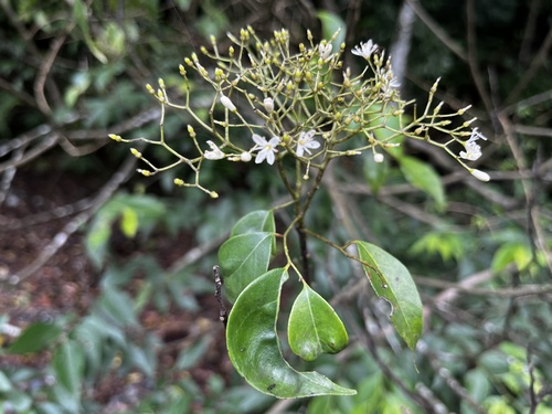 Bergera euchrestifolia (Bergera euchrestifolia)