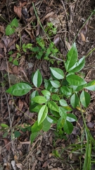 Bergera euchrestifolia (Bergera euchrestifolia)