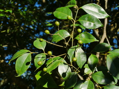 Bergera euchrestifolia (Bergera euchrestifolia)