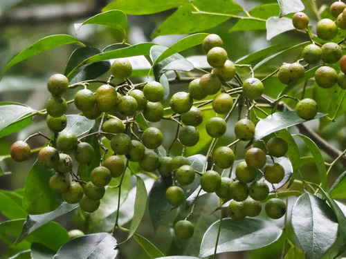 Bergera euchrestifolia (Bergera euchrestifolia)