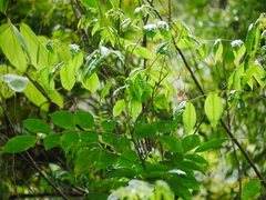Bergera euchrestifolia (Bergera euchrestifolia)
