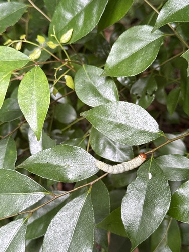 Bergera euchrestifolia (Bergera euchrestifolia)